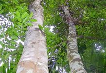 உலகின் விலைமதிப்பான மரம் இது தான்.. ஒரு கிலோ மரக்கட்டையின் விலை RM 4,294