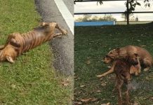 Anjing disangka harimau