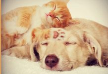 Tahap kesedaran rendah punca kezaliman terhadap haiwan masih berleluasa -JPV