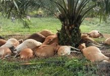 19 lembu mati akibat kilat, petani kehilangan RM100,000