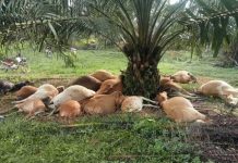 மின்னல் தாக்கியதில் 19 மாடுகள் பரிதமாக உயிரிழந்தன