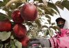 ஆஸ்திரேலியாவில் பண்ணை தொழிலாளர்களாக பணியாற்ற விசா தடை நியாயமற்றது, விவேகமற்றது