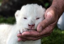 சமூக வலைத்தளங்களில் அனைவர் கவனத்தையும் ஈர்க்கும் ஸ்பெயினில் பிறந்துள்ள உலகின் அரியவகை வெள்ளை நிற ஆப்பிரிக்க சிங்கக் குட்டிகள்