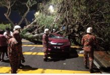 தம்பதியினர் சென்ற காரின் மேல் திடீரென மரம் விழுந்ததில், மனைவி காயமடைந்தார்