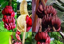 செவ்வாழைப்பழம் சாப்பிடுவதால் இத்தனை நன்மைகள் கிடைக்குமாம் …. தெரிந்தால் இதை தவற விடமாட்டீர்கள் …
