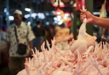 கோழி இறைச்சி இறக்குமதிக்கு அனுமதி வழங்குவது குறித்து அரசு பரிசீலனை