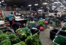 நாங்கள் கூறுவது சாக்குப்போக்கு அல்ல…காய்கறி விவசாயிகள் மைடின் முதலாளியிடம் கூறுகின்றனர்