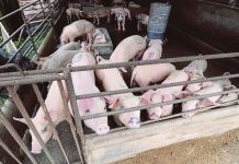 ஆப்பிரிக்க பன்றிக் காய்ச்சல் மலாக்காவில் உள்ள ஏழு பண்ணைகளில் கண்டறியப்பட்டுள்ளது