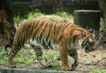 புலிகளுக்கு பயந்து வீட்டை காலி செய்த 17 ஓராங் அஸ்லி குடும்பங்கள்