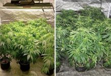 கிள்ளான் பள்ளத்தாக்கில் 5 லட்ச வெள்ளி மதிப்பிலான போதைப் பொருள் பறிமுதல்