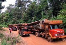 சபா மர ஏற்றுமதி மீதான தடையை நீக்குகிறது