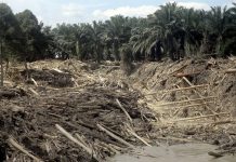 ‘லெந்தாங் வனப் பகுதியில் மரம் வெட்டும் நடவடிக்கைகள் இல்லை’ -பகாங் வனத்துறை