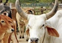 விஷம் கலந்த நீரை குடித்ததால் 20 மாடுகள் பலியா?