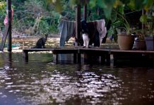 பகாங்கில் ஏற்பட்ட வெள்ளத்தில் 17,000க்கும் மேற்பட்ட கால்நடைகள் மற்றும் செல்லப்பிராணிகள் பலி!