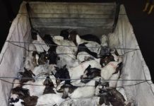 முறையான ஆவணமின்றி ஆடுகளை ஏற்றிச்சென்ற லோரி ஓட்டுநர் மற்றும் உதவியாளர் கைது; 50 ஆடுகள் பறிமுதல்