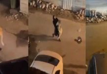 தப்பித்த சிங்கத்தை அலேக்காக தூக்கிச் சென்ற சிறுமி