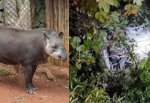 Pemuda maut elak tapir melintas