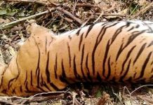 புலி அடித்து ஆடவர் பலி – குவா மூசாங்கில் சம்பவம்