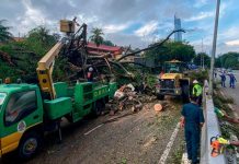 கனமழை காரணமாக 5 இடங்களில் மரங்கள் வேரோடு சாய்ந்தன – 6 கார்கள் சேதம்