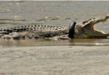 6 ஆண்டுகளாக கழுத்தில் டயருடன் அல்லல்பட்ட முதலை!