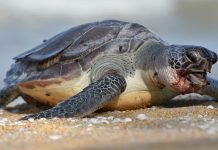 கிஜால் கடற்கரையில் இறந்து கரையொதுங்கும் ஆமைகள் ; 16 நாட்களில் இது நான்காவது சடலம்