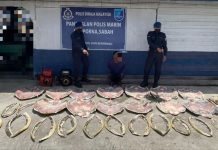 பல்வேறு ஆமைகளின் உறுப்புகளை வைத்திருந்த நபர், கடல்சார் போலீசாரால் கைது