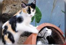 20 பூனைகள் விஷம் வைத்து கொல்லப்பட்டனவா?