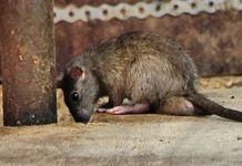 Video tikus tular: HTJS ambil tindakan tambah baik penjagaan kebersihan