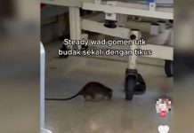 சிரம்பான் பொது மருத்துவமனையில் சுற்றி திரிந்த எலி; சமூக ஊடகங்களில் வைரலாகும் காணொளி