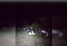 கடத்தி வரப்பட்ட 12 மாடுகள் கைப்பற்றப்பட்டன