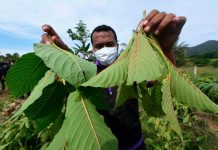 முதலில் கெத்தும் இலை குறித்து முழுமையான ஆய்வினை மேற்கொள்ள போலீசார் விரும்புகின்றனர்