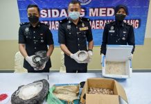 சுமார் RM495,000 மதிப்புள்ள போதைப்பொருள் வைத்திருந்த போதைப்பொருள் கடத்தல்காரர் என் நம்பப்படும் ஆடவர் கைது