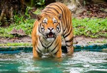 தேசிய உயிரியல் பூங்காவிலிருந்து, எந்தப் புலியும் தப்பவில்லை; போலீஸ் தகவல்