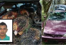 செம்பனம்பழம் திருட்டு தொடர்பில் முகமட் சுல்கிஃப்லி ஷஹாரி என்பவரை போலீஸ் தேடுகிறது