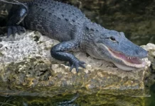 Perhilitan siasat video tular buaya