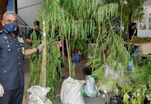Bekas diplomat belajar tanam pokok ganja