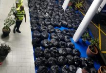 லோரியில் 1.35 டன் கெத்தும் இலைகளை ஜோகூருக்கு கொண்டு சென்ற இரு ஆடவர்கள் கைது