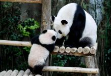 தேசிய மிருகக் காட்சி சாலைக்கு கடந்த 4 மாதங்களில் 100,000 பார்வையாளர்கள் வருகை