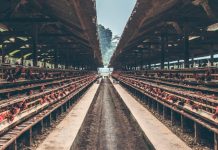 ஒரே ஒரு கோழி ஆலை மூடப்படும் என்பதால் அது விநியோகத்தை பாதிக்காது என்கிறார் நந்தா லிங்கி