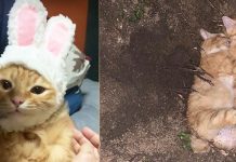 செல்ல பூனையான யோகியுடன் மேலும் 4 பூனைகள் விஷம் வைத்து கொல்லப்பட்டனவா?