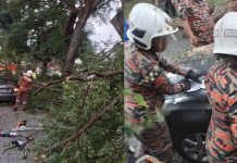 மரம் விழுந்ததில் சிக்கிய பெண் ஓட்டுநருக்கு கால் முறிந்தது