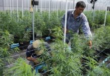 கஞ்சா தடை இல்லை.. அரசே அனைவருக்கும் வழங்குதாம்…எந்த நாட்டில் தெரியுமா?