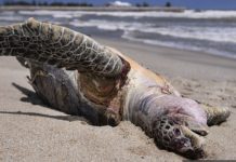 புலாவ் கபாஸ் கடலில் மிதந்த பச்சை ஆமையின் சடலம்