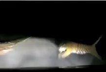 சாலையின் குறுக்கே ஓடிய புலி: கிளந்தானில் சம்பவம்