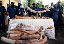 80 மில்லியன் ரிங்கிட் மதிப்புள்ள வனவிலங்கு உதிரிபாகங்ளின் கடத்தலை முறியடித்த சுங்கத்துறை