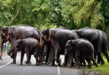 குளுவாங்கின் தாமான் ஶ்ரீ இம்பியான் பகுதியில் 10க்கும் மேற்பட்ட யானைகள் சுற்றித் திரிகின்றன