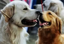 மனிதர்களிடம் இருந்து நாய்க்கு பரவிய குரங்கம்மை- உலக சுகாதார அமைப்பு அதிரடி எச்சரிக்கை