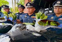 கெடாவிலிருந்து கிளாந்தானுக்கு கடத்தப்பட்ட 1,450 கிலோகிராம் கெத்தும் இலைகள் பறிமுதல்- லோரி ஓட்டுநர் கைது