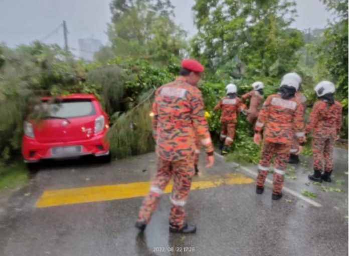 KL- tree fallen cases