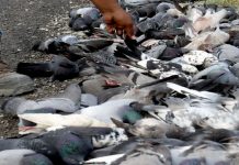 புறாக்களுக்கு விஷம் வைத்ததாக நால்வர் மீது குற்றச்சாட்டு